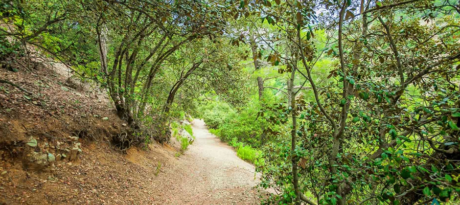 Agia Eirini [Sainte Irene] - Limeria (linéaire) - région de Lefkosia (Nicosie), forêt d’Aderfoi [mot grec pour signifiant frères] Sentiers nature image